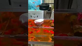 ye aquarium kaise saph ho gaya 😀#viralvideo #shortvideo #shorts