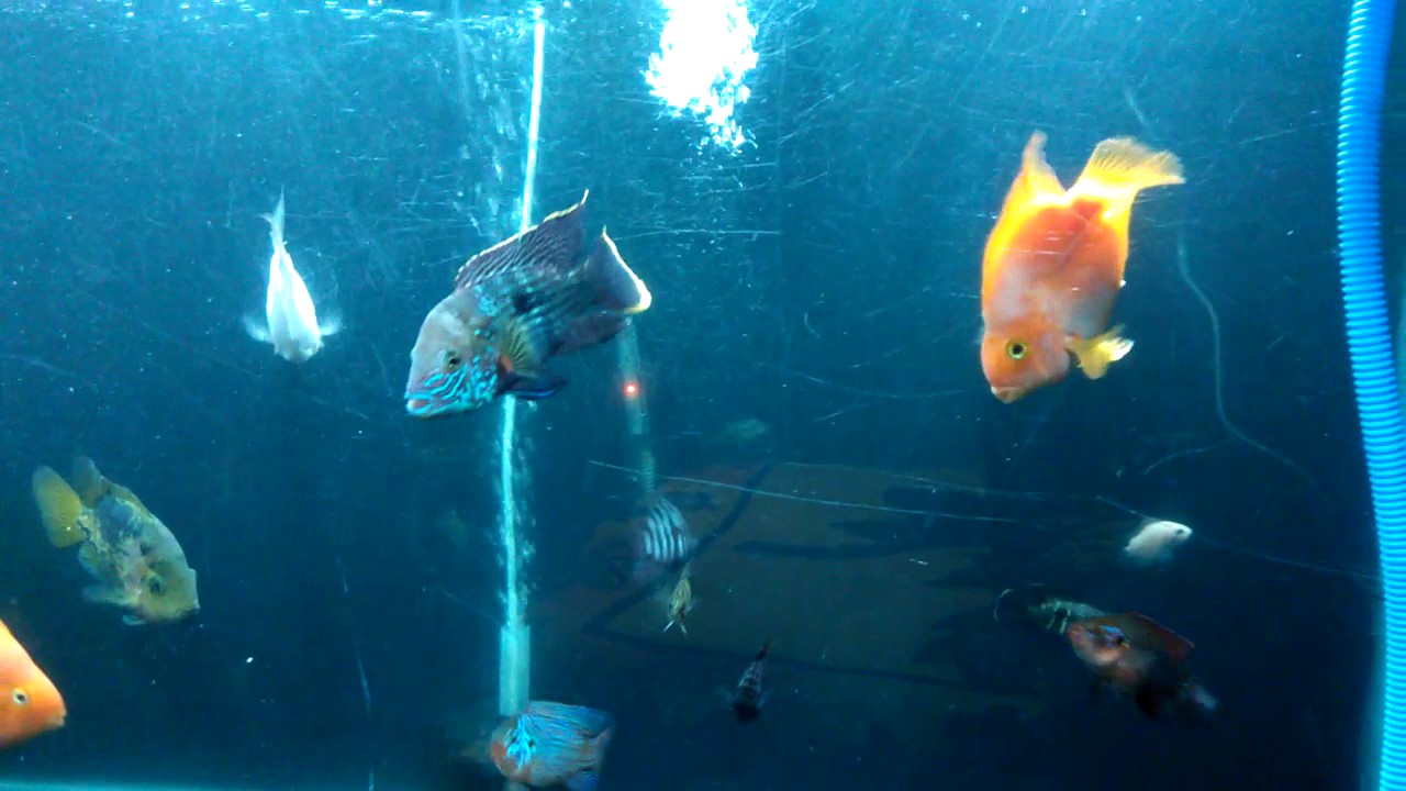 Parrots fishes in aquarium maintenance in Hindi YouTube