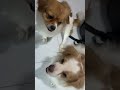 Full Video Below KokoniDog CuteKokoni KokoniWorld PuppyAdventures KokoniCutie PuppyMoments Full Video Below KokoniDog CuteKokoni KokoniWorld PuppyAdventures KokoniCutie PuppyMoments