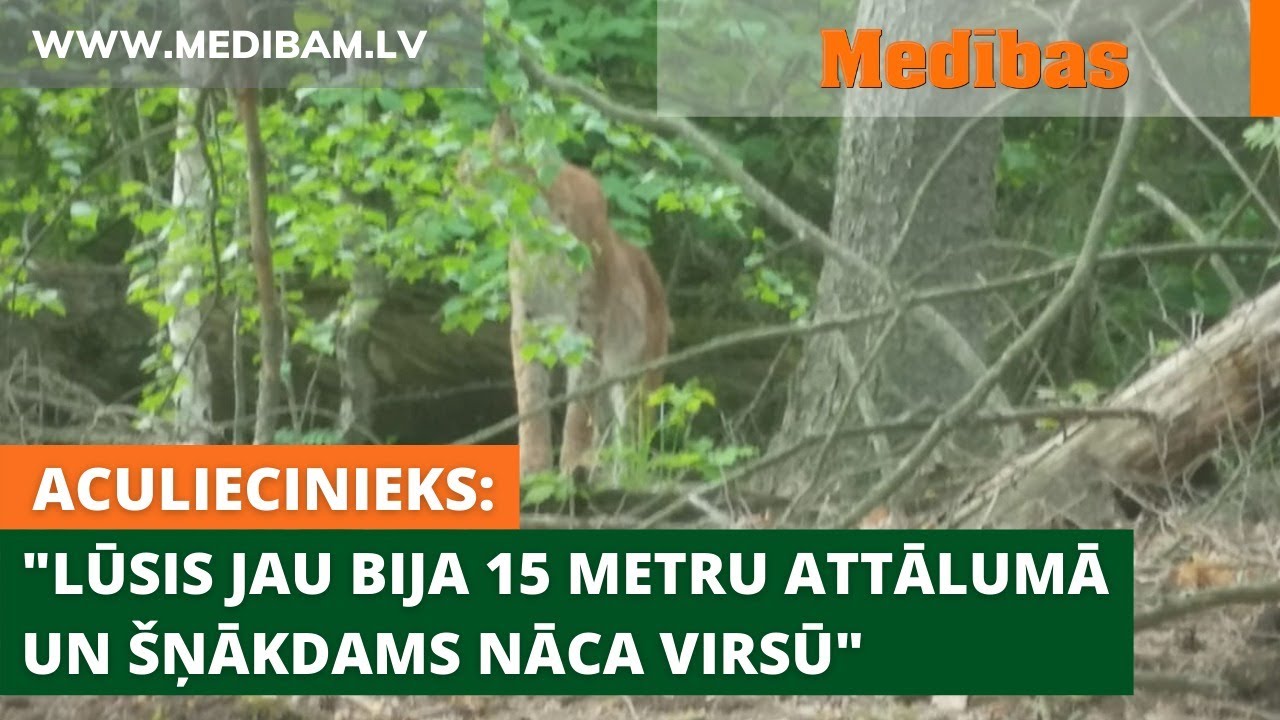 Aculiecinieks. Lūsis bija jau 15 metru attālumā un šņākdams nāca virsū