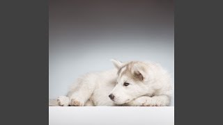 Bark Serenity Jazz Tunes