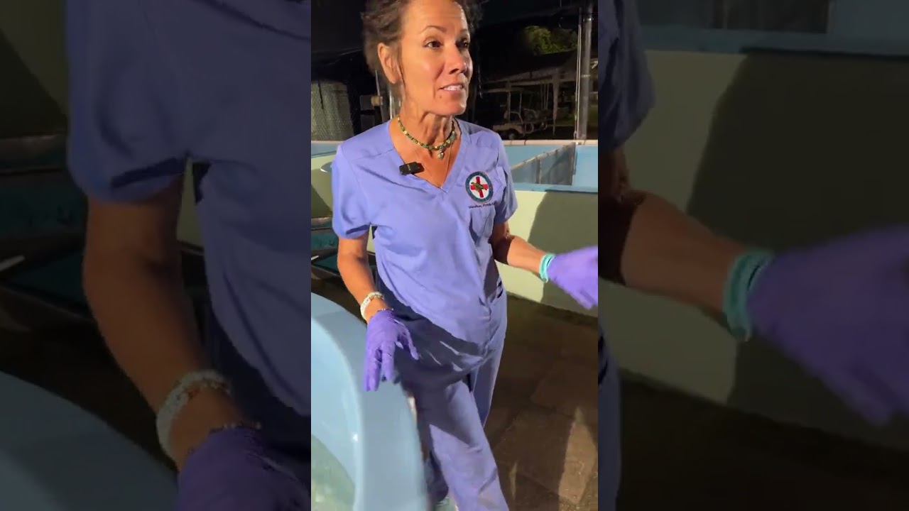 Live at the Turtle Hospital critically endangered Kemps Ridley Sea Turtles transferred from  England
