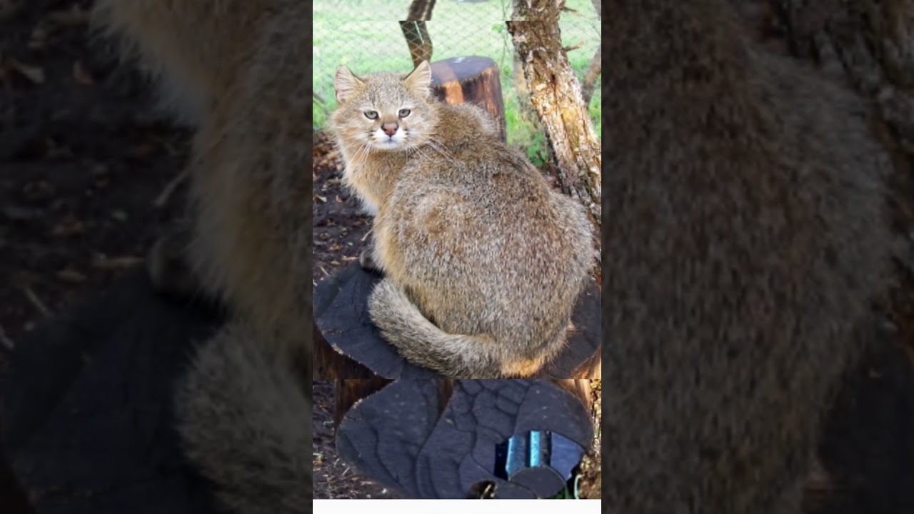 Pampas Cat EP32 | The Elusive Feline of South America's Grasslands