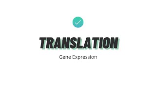Translation | Gene Expression | VCE Biology