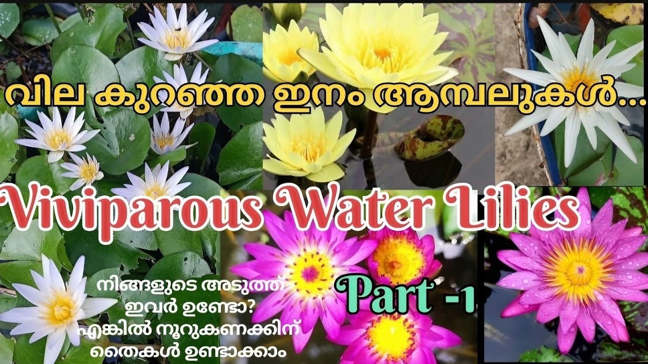 Water lily@mmgreenworld