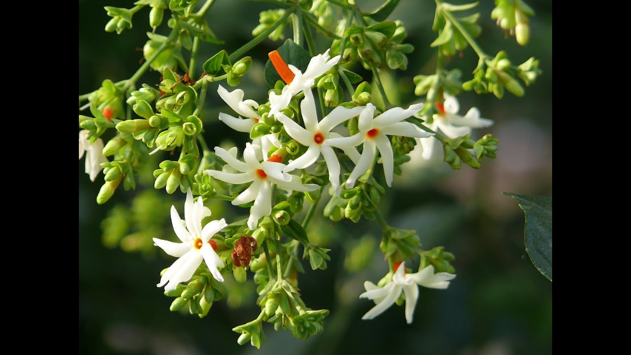 பவளமல்லி இலை கசாயம்Night Jasmine Flower Leaf Brew Drink YouTube