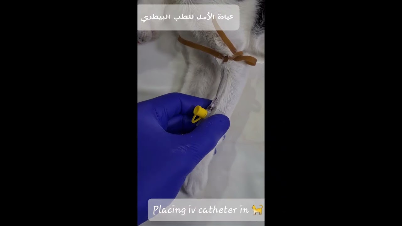 IV catheter in a cat