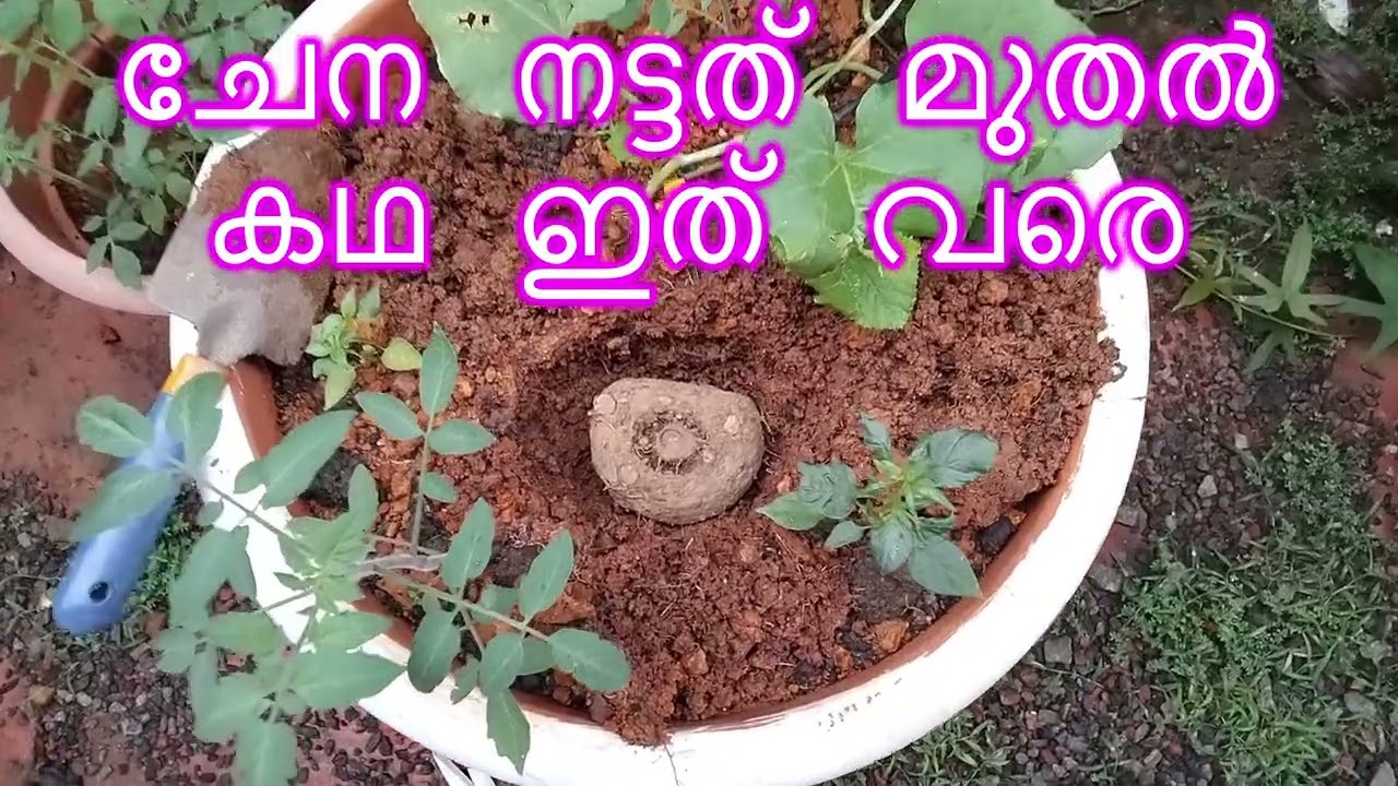 ചേന നട്ടത് മുതൽ കഥ ഇത് വരെ