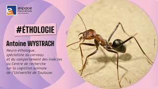 🐜 [Antoine Wystrach] Et si j’étais une fourmi...