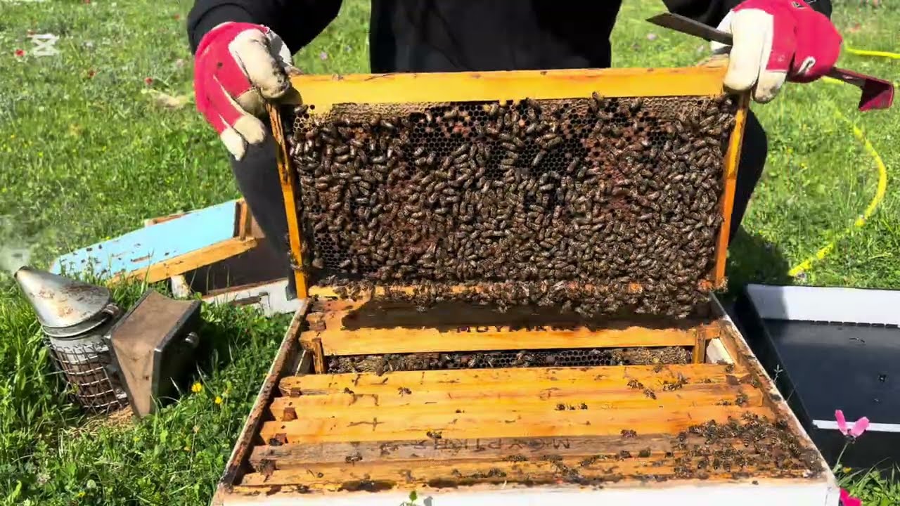 ΠΡΟΣΘΈΤΟΥΜΕ ΠΑΤΏΜΑΤΑ +ΤΕΛΆΡΑ [31 Μαρτίου 2025