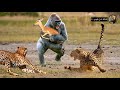 قرد شجاع ينقذ صغار الظباء من هجمات الفهود الصيادة /حيوانات تنقذ حيا حيوان أخرى مشهد لا يصدق !!!