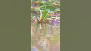 Nhịp phao lên cá trắm cỏ quá phê|Câu cá trắm cỏ tự nhiên #moclure #cauca #fishing #shorts