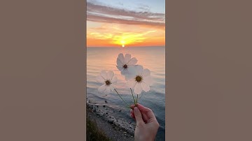 تلاوة خاشعة القارئ عبدالرحمن مسعد(1)