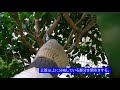 No.041_ツバキ類の剪定②カンツバキの強剪定 120913-180301・
