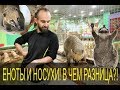 Енот и носуха, в чем разница?! Идем в гости к двум ярчайшим представителям семейства енотовых!