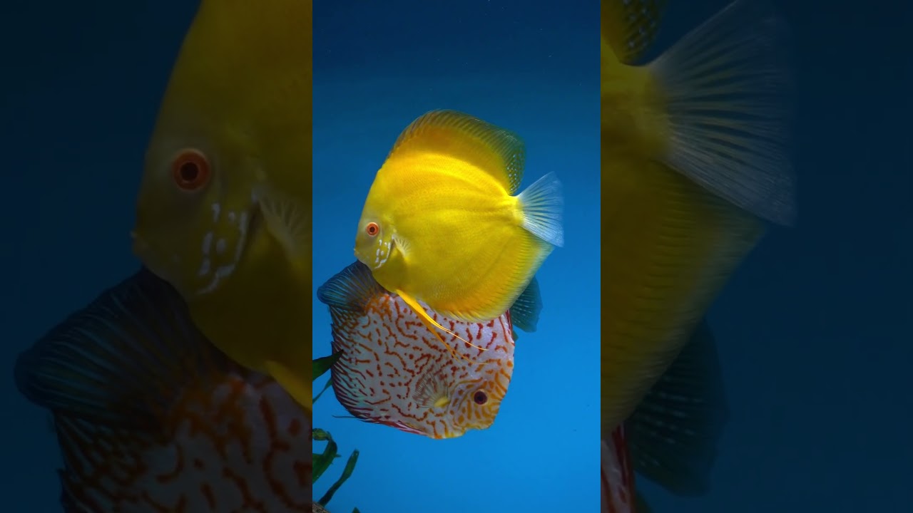 Yellow yellow discus fish
