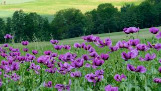 Peaceful Purple Flower Field with Birds & Bees Sounds 🪻🐝 1 Hour Relaxing Nature Ambience screenshot 1