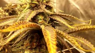Day 52F Gorilla Glue #4 from Seed