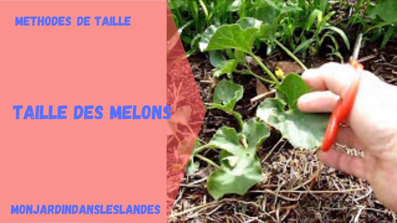 Taille des melons - Monjardindansleslandes - YouTube