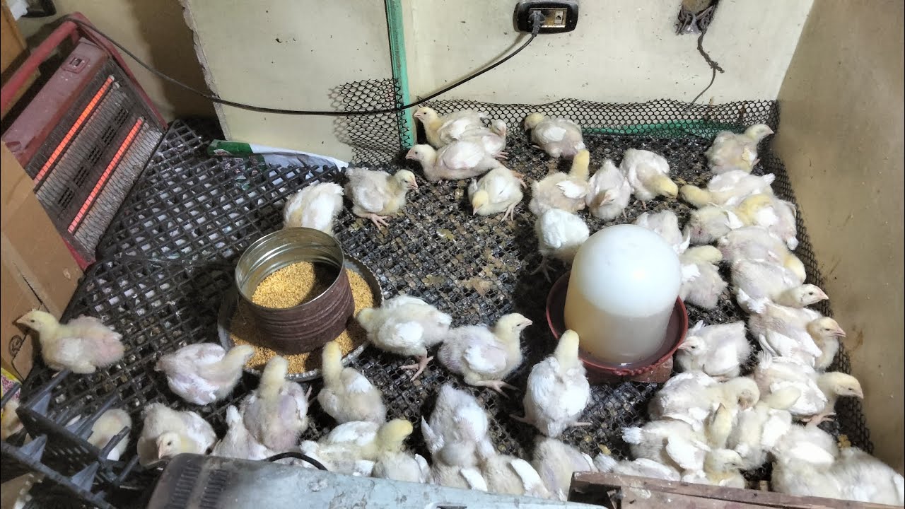 اليوم ال ١٣لي الفراخ البيضاء بديل جرعة الكوكسيديا احلي وصفه طبيعيه لزياده الوزن وفاتح شهيه طبعي 