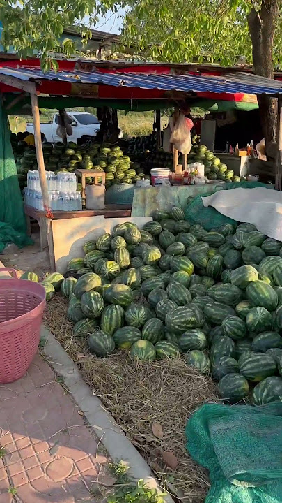 Thai Girls Show You World’s Best $1  🍉 Melons in Pattaya  🇹🇭  #watermelon