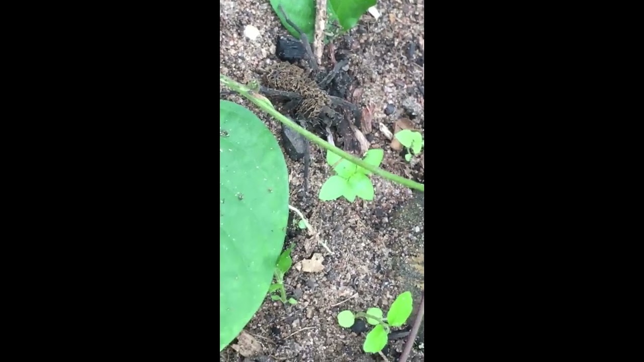 Spider (Titanoecidae (Pandava laminata))2