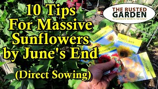 10 Tips to Have Massive Flowering Sunflowers in June: Direct Sow & More!