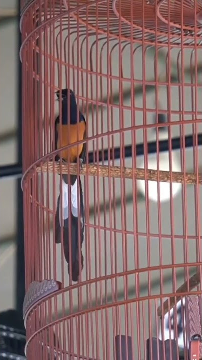 MURAI BATU CASPER MUNTAH BELING