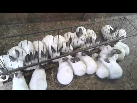 Видео: Зайци: разплод, отглеждане, хранене, грижи