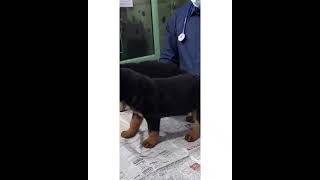 Rottweiler Puppy for sale