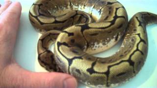 African ball python spider genetic gene morph MP4 snake species pet reptile