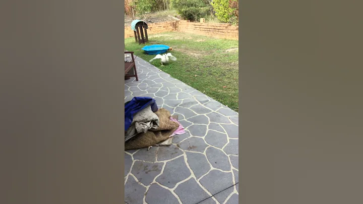 Daffy starting to use his wings!