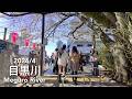 Tokyo in the Sakura Season: Walk Along Meguro River in Tokyo - 2026/4