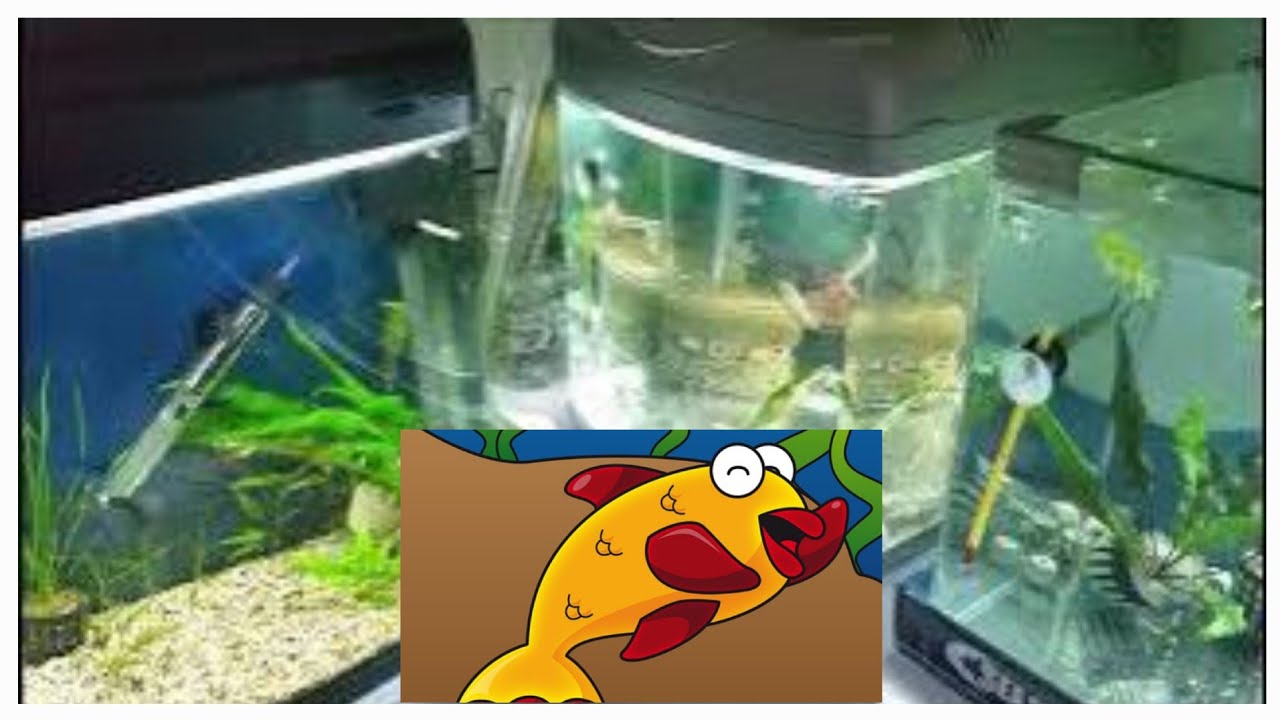 Do aquarium fish sleep? how fish sleep? how much sleep do aquarium fish ...