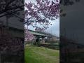 Japan 2026 Spring #trending #sakura #viral #youtubeshorts #viralvideo