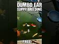 guppy breeding farm setup #dumbo ear guppy breeding #guppyfarm #guppyfishfarming #guppyfish #yt