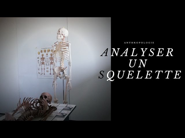 Anthropologie : Analyser un squelette 💀 Anthropologie : Analyser un squelette 💀