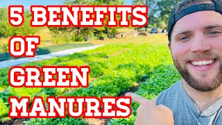 5 Benefits of Growing Green Manure Cover Crops in Your Garden