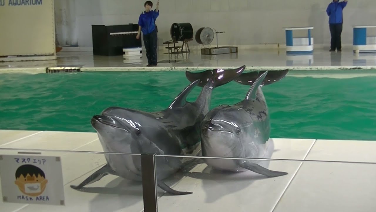 おたる水族館 イルカショー 01 21年 4月 Youtube