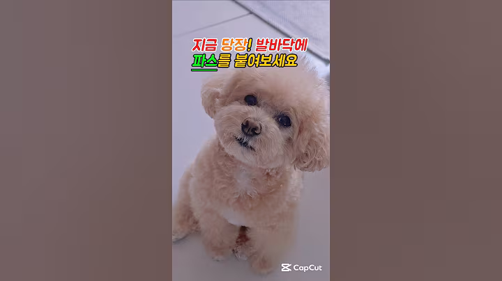일주일만 발바닥에 파스를 붙여보세요 #건강정보 #건강 #푸들 #반려견