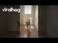 Deer Follows Dogs Inside || ViralHog