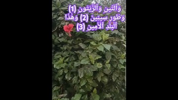 @سورة التين كاملة مع الشيخ محمد صديق المنشاوي رحمه الله 🤲