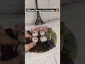 5 different types of chocolates 🤩#trending #viral #youtubeshorts #youtube #shortsfeed #trend #video