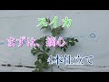 スイカの摘心(4本の子づるを残して伸ばす)