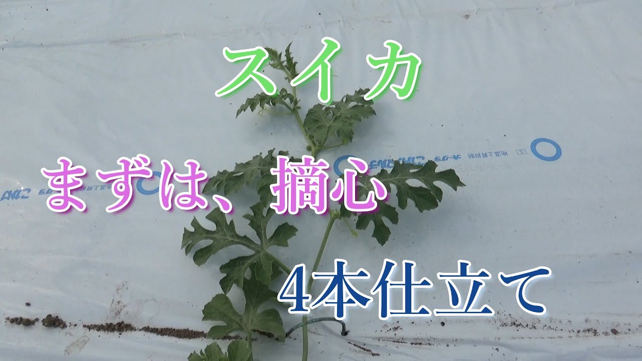 スイカの摘心（4本の子づるを残して伸ばす）