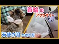 猫犬首輪のアクセサリー　天使の羽の作り方