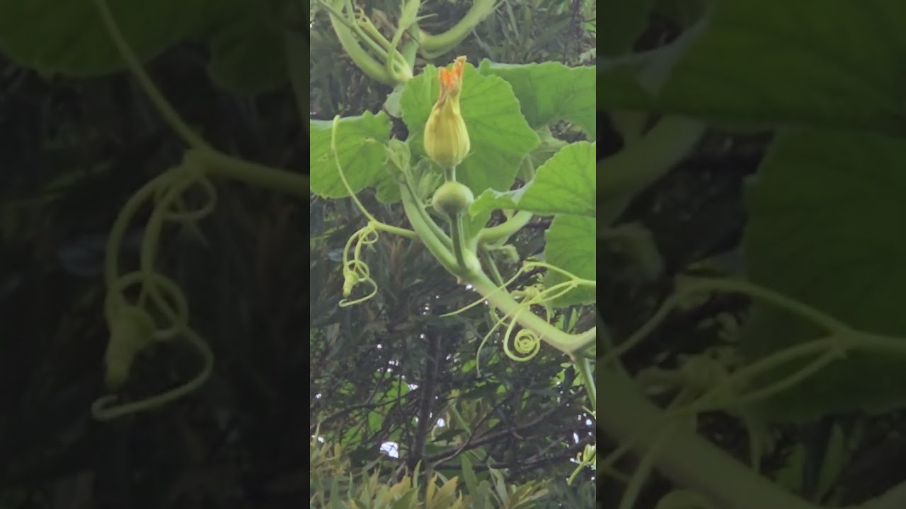 Overenthusiastic Tree Pumpkin 2 Updates in 1 day!!!!!.....MULTIPLE Sky Pumpkins are imminent