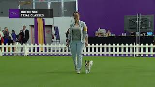 OBEDIENCE - Master Obedience - Pt. 1