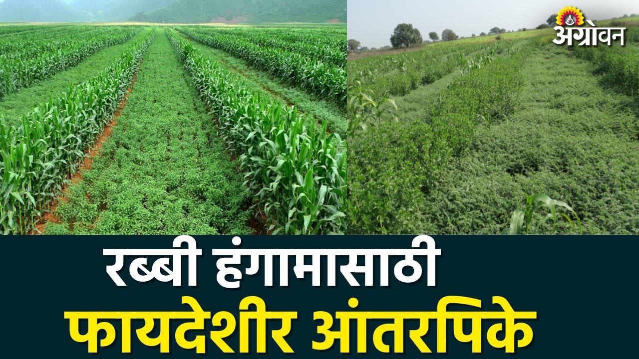 Rabbi Intercropping : कोरडवाहू जमिनीत कोणती आंतरपिके निवडाल?