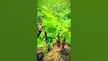 the process of cutting down banana tree saplings #shorts